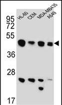 BIN2 Antibody (N-term)