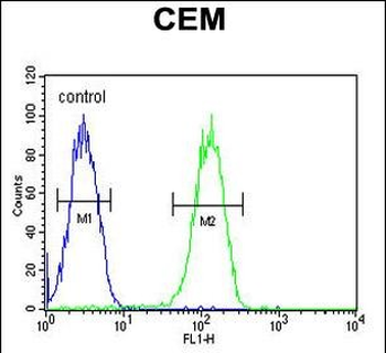 BIN2 Antibody (N-term)