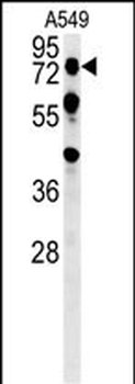 OLFML2A Antibody (N-term)