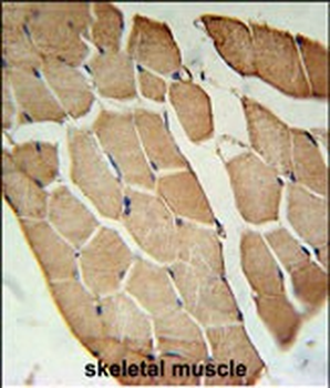 OLFML2A Antibody (N-term)