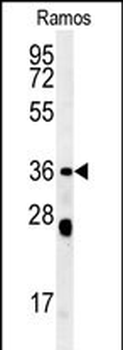 NCF1 Antibody (N-term)