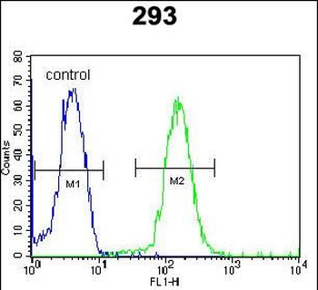 DACT1 Antibody (N-term)