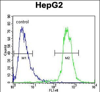 ATP13A3 Antibody (N-term)