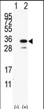 PDAP1 Antibody (C-term)