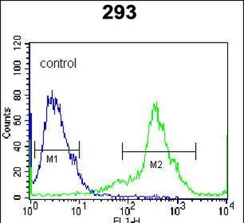 Kallikrein 6 Antibody (Center)