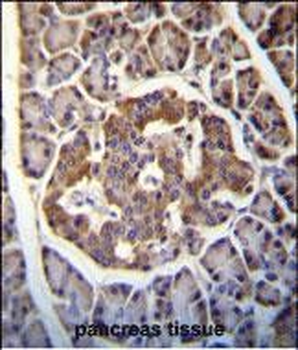 Kallikrein 8 Antibody (Center)