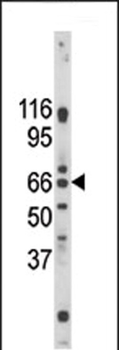 Pael-R (GPR37) Antibody (C-term)