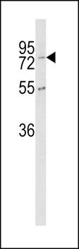 CPZ Antibody (N-term)