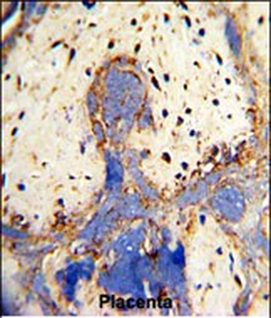 CPZ Antibody (N-term)
