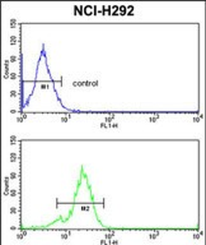 TDG Antibody (N-term)
