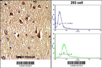 FKHR Antibody (Center D469)