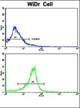 PRELP Antibody (C-term)