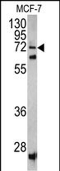 SCFD1 Antibody (C-term)