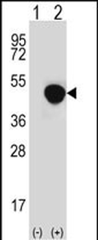 LRG1 Antibody (N-term)