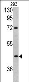 LRG1 Antibody (Center)