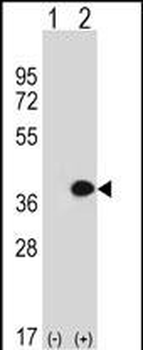 MLF1 Antibody (C-term)