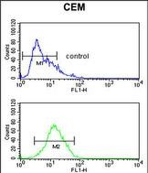 MLF1 Antibody (C-term)