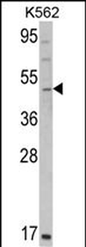 GATA2 Antibody (C-term)