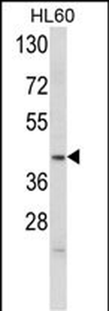 APOL4 Antibody (Center E273)