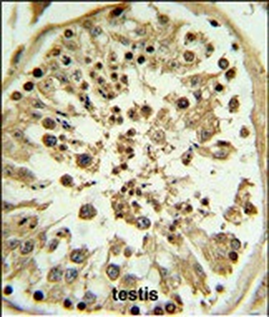 APOL4 Antibody (Center E273)
