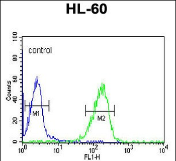 FKBP11 Antibody (C-term)