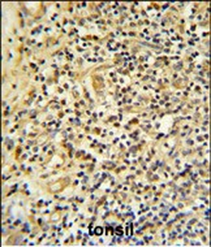 FKBP11 Antibody (C-term)