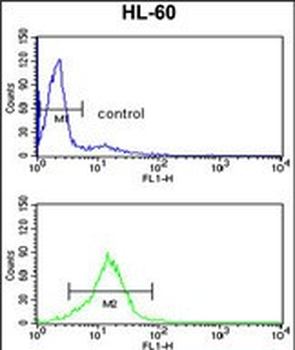 HIP116A Antibody (Center)