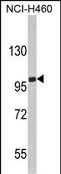 EPB41L4B Antibody (C-term)