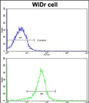 FHL1 Antibody (C-term)