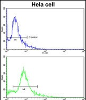 PDRG Antibody (N-term)
