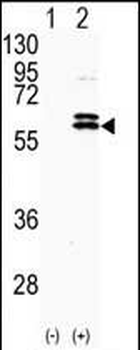 CDKL2 Antibody (Center)