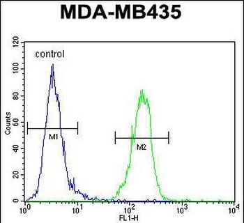 AKT1 Antibody (N-term)