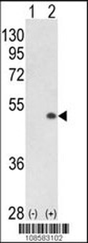 PCTAIRE1 (PCTK1) Antibody (N-term)