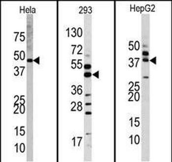 MAPK1 Antibody (Center)
