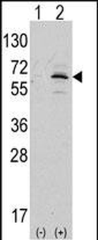 NAE1 (APPBP1) Antibody (C-term)