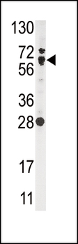 NFE2L2 Antibody (N-term)
