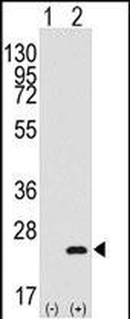 BarX1 Antibody (Center)