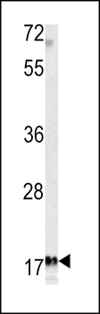MFAP5 Antibody (C-term)