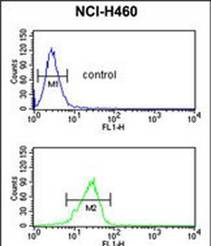 PITX1 Antibody (Center)