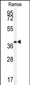 MAF Antibody (C-term)