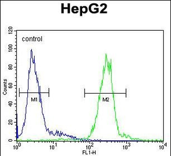 CTSH Antibody (N-term)