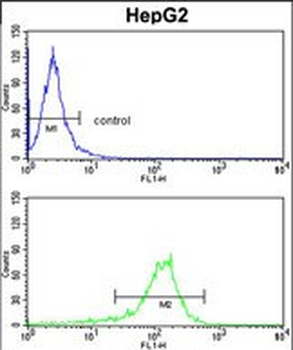 GGTLA1 Antibody (N-term)