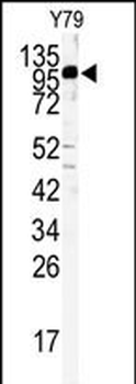 KIF3C Antibody (C-term)