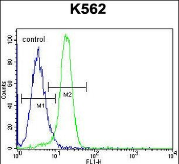 NLK-T286 Antibody (Center)
