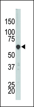 PCTAIRE3 (PCTK3) Antibody (N-term)