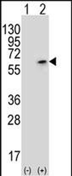 PCTAIRE3 (PCTK3) Antibody (N-term)