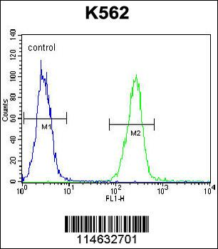AARS2 Antibody (Center)