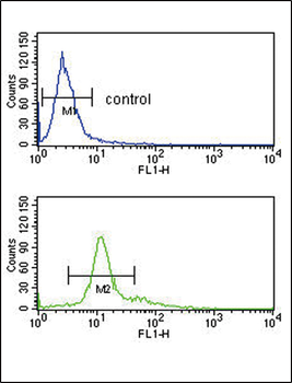 PCSK2 Antibody (Center)