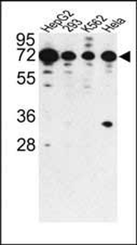 PHACTR2 Antibody (N-term)