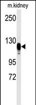 EGFR Antibody (S1070)